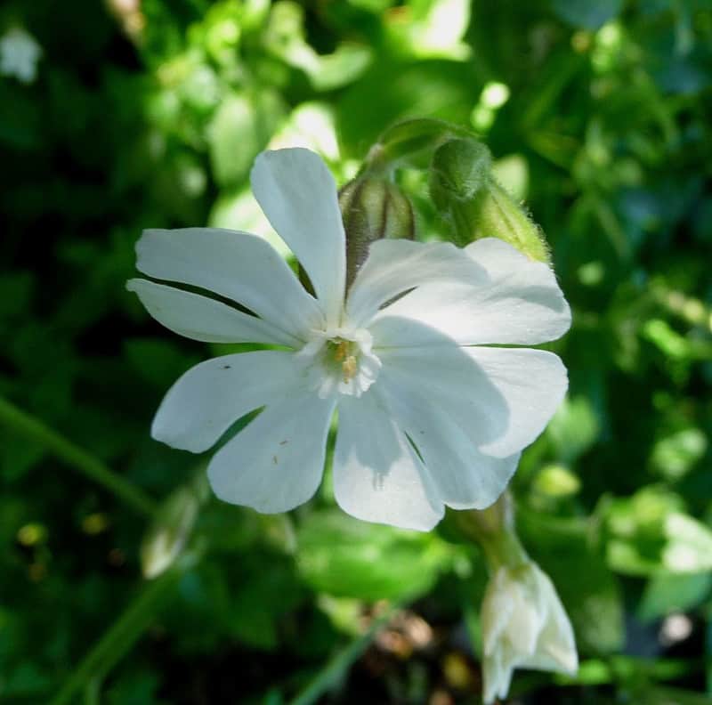 Gibraltar Campion, Silene tomentos