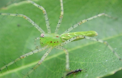 Green Lynx Spider, Peucetia viridans