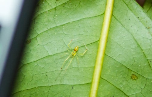 Happy Face Spider, Theridion grallator