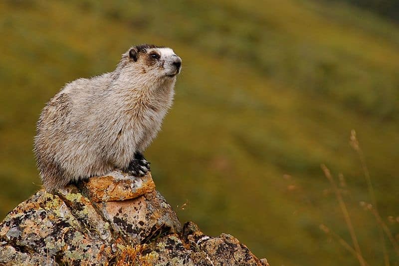 Hoary Marmot, Marmota caligata