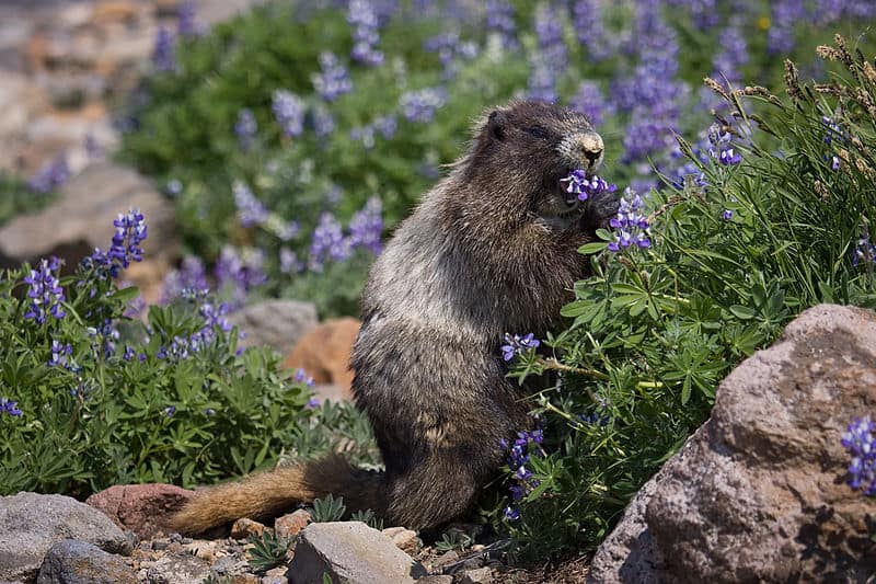 Hoary Marmot, Marmota caligata