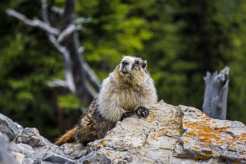 Hoary Marmot, Marmota caligata