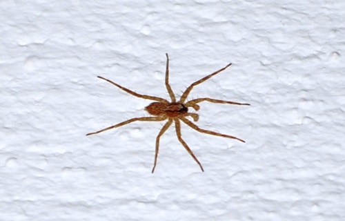 Hobo Spider, Eratigena agrestis