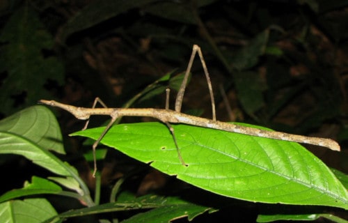 Horsehead Grasshopper, Pseudoproscopia scabra