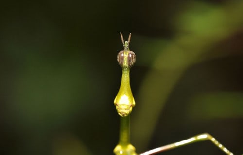 Horsehead Grasshopper, Pseudoproscopia scabra