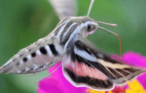 4 Magical European Moths