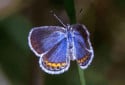 Karner Blue Butterfly, Plebejus melissa samuelis