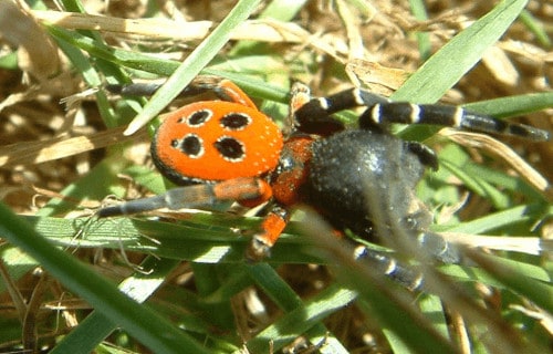 Ladybird Spider, Eresus sandaliatus