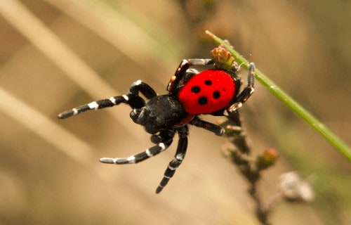 Sensational Spiders around the World