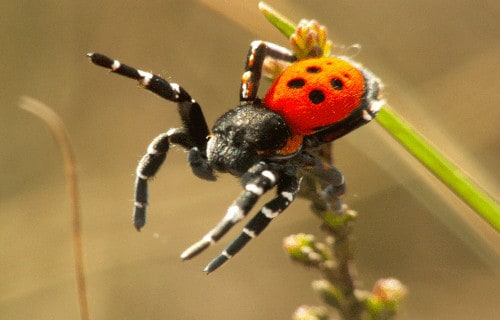Ladybird Spider, Eresus sandaliatus