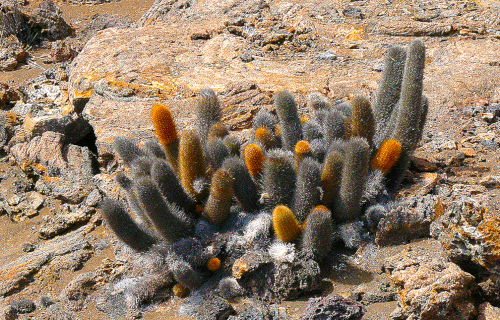 Lava Cactus, Brachycereus nesioticus