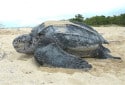 Leatherback Sea Turtle, Dermochelys coriacea