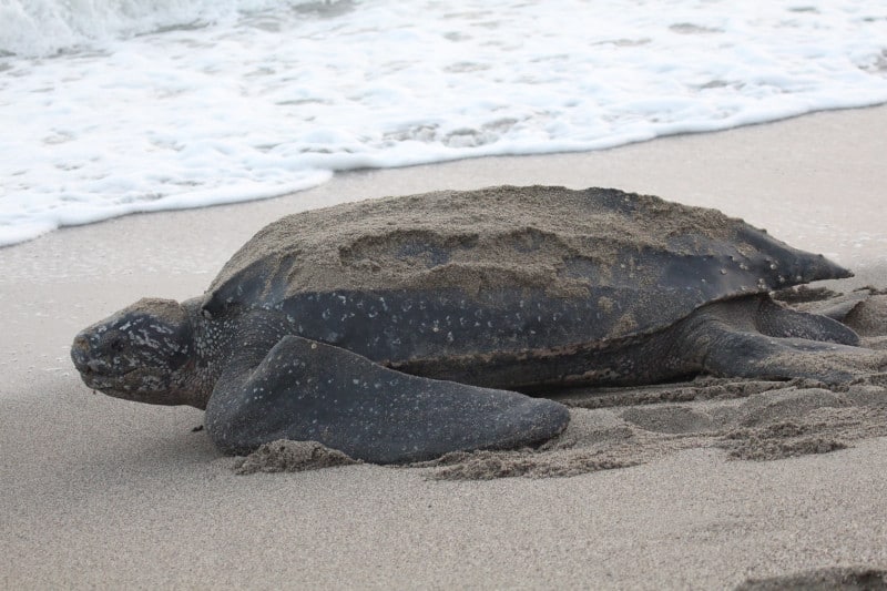 Leatherback Sea Turtle, Dermochelys coriacea