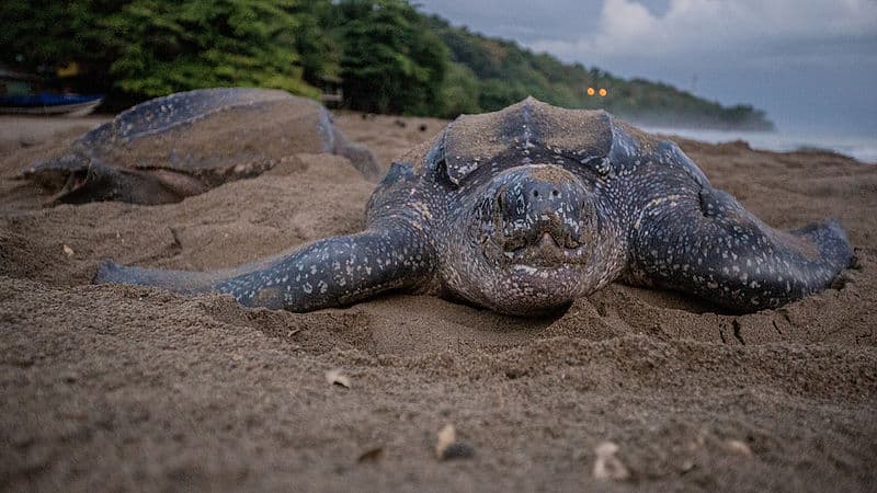 Leatherback Sea Turtle, Dermochelys coriacea