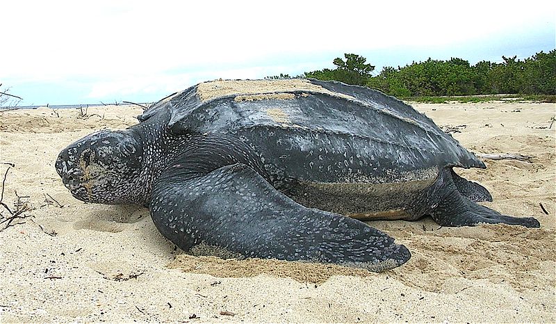 Leatherback Sea Turtle, Dermochelys coriacea