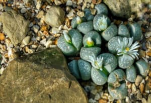 Living Stones, Lithops