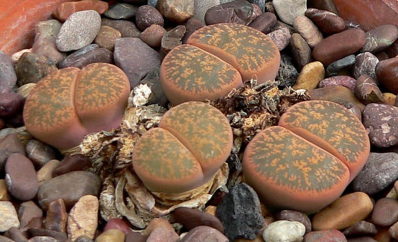 Living Stones, Lithops