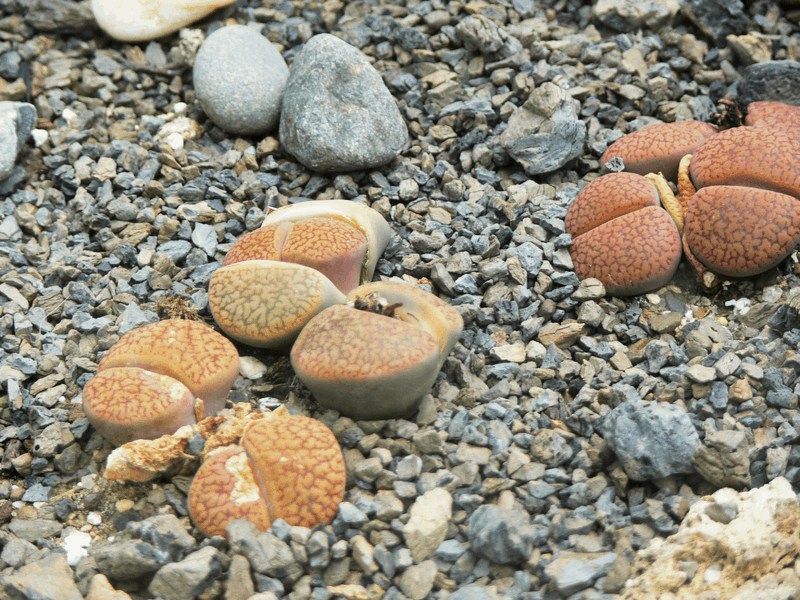 Living Stones, Lithops