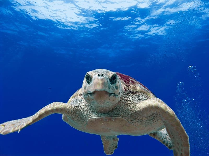 Loggerhead Sea Turtle, Caretta caretta