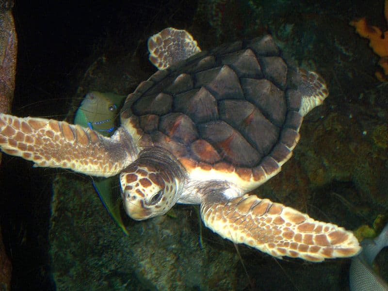 Loggerhead Sea Turtle, Caretta caretta