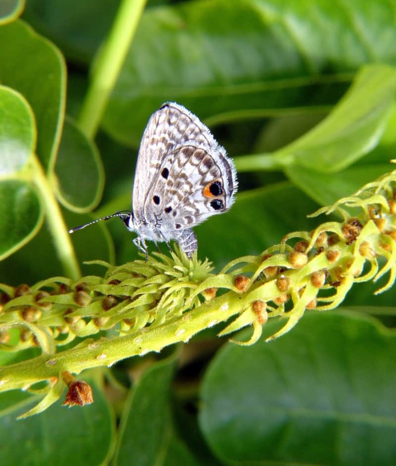 Miami Blue, Cyclargus thomasi bethunebakeri