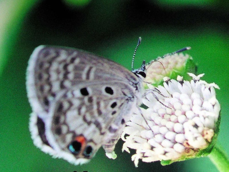 Miami Blue, Cyclargus thomasi bethunebakeri