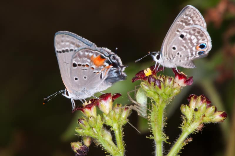 Miami Blue, Cyclargus thomasi bethunebakeri