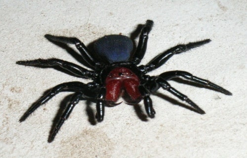 Mouse Spider, Missulena