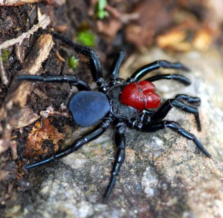 Mouse Spider l Startling Arachnid - Our Breathing Planet