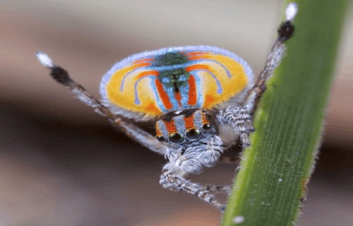 Peacock Spider, Maratus volans