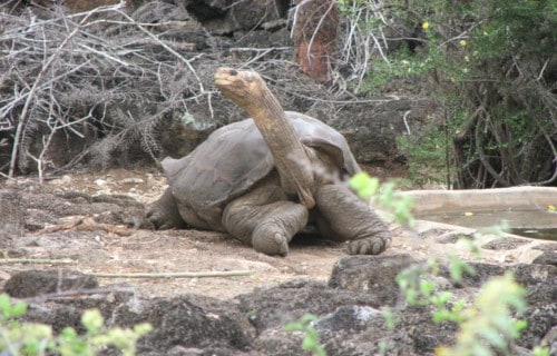 Pinta Island Tortoise, Chelonoidis abingdonii