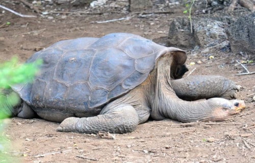 Pinta Island Tortoise, Chelonoidis abingdonii