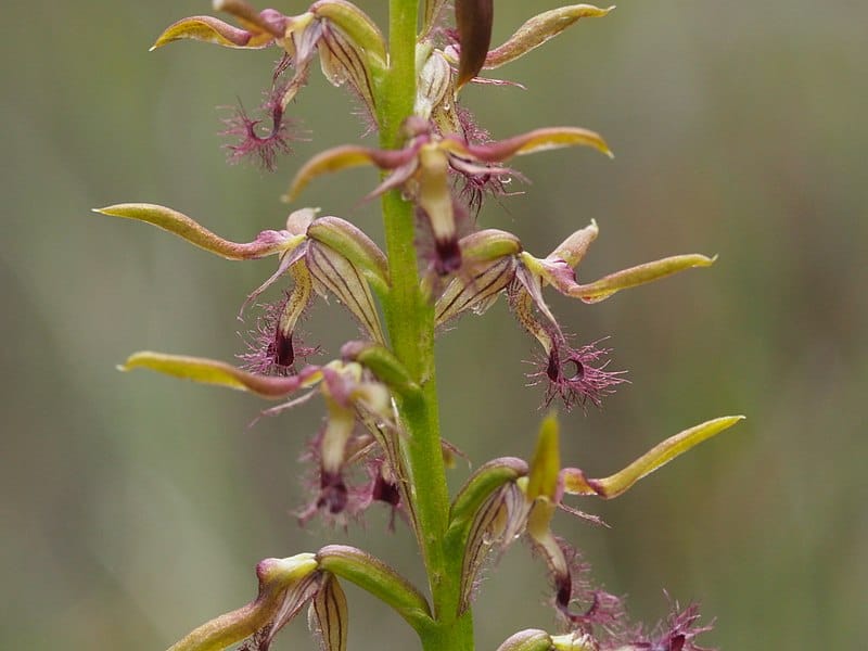 Plumed midge-orchid, Genoplesium fimbriatum