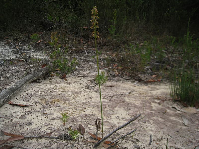 Plumed midge-orchid, Genoplesium fimbriatum