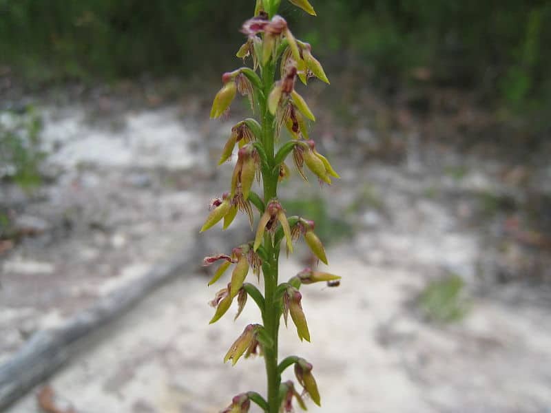 Plumed midge-orchid, Genoplesium fimbriatum