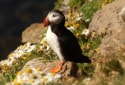 Puffin