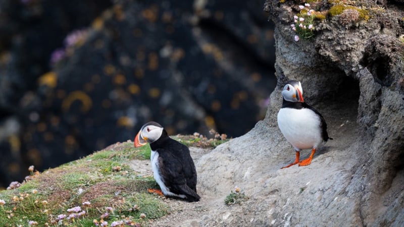 Puffin