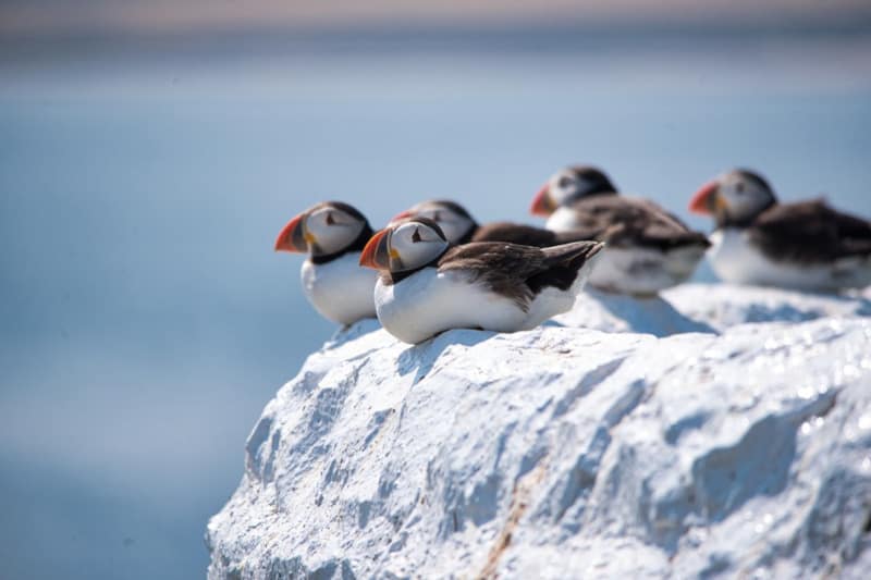 Puffin