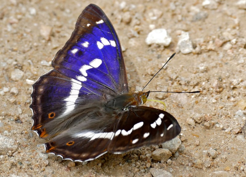 Purple Emperor, Apatura iris