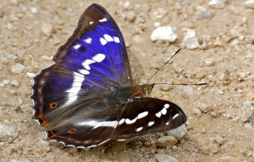 Purple Emperor, Apatura iris