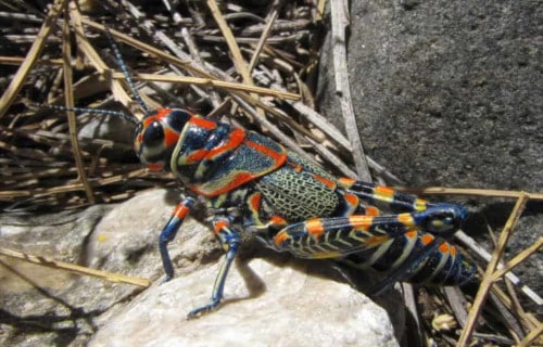 Rainbow Grasshopper, Dactylotum bicolor