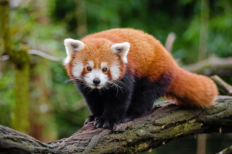 Red Panda, Ailurus fulgens