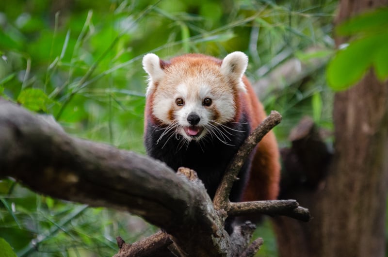 Red Panda, Ailurus fulgens