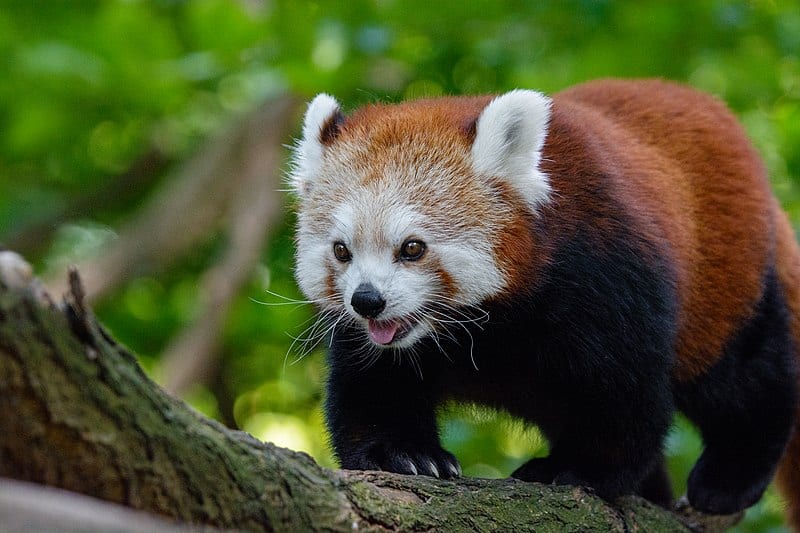 Red Panda, Ailurus fulgens