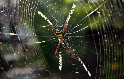 5 Spectacular North Carolina Spiders