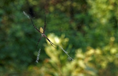 Signature Spider, Angiope