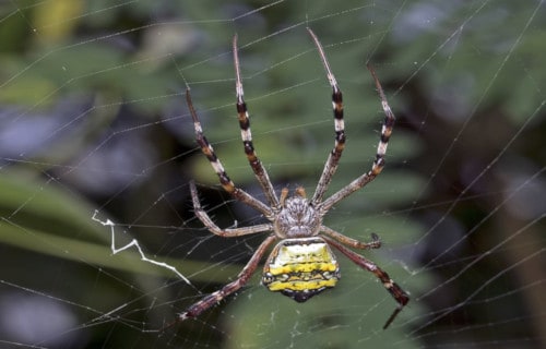 Signature Spider, Angiope