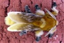 Southern Flannel Moth, Megalopyge opercularis