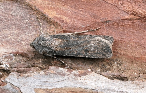 Turnip Moth, Agrotis segetum