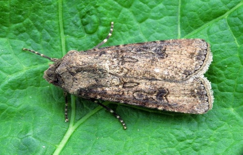 Turnip Moth, Agrotis segetum